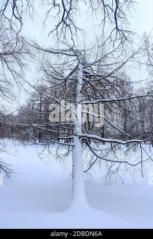 Baum unter Schnee schiefen über gefrorenen See Stockfoto