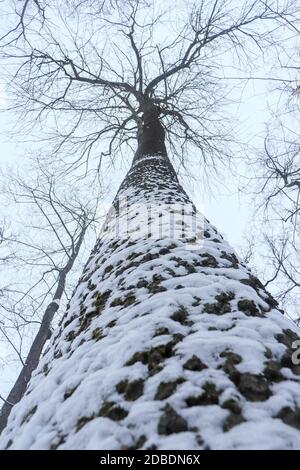 Ein großer Baum auf schneebedeckten Seite. Ansicht von unten. Stockfoto