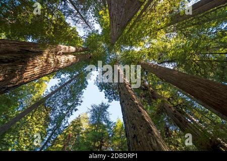 Inmitten der Redwood Towers im Redwood National Park in Kalifornien Stockfoto