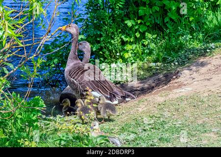 Familie der Graugans (Anser anser) in Bedfont Lakes Country Park - London, Vereinigtes Königreich Stockfoto