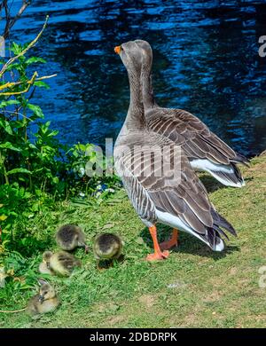 Familie der Graugans (Anser anser) in Bedfont Lakes Country Park - London, Vereinigtes Königreich Stockfoto