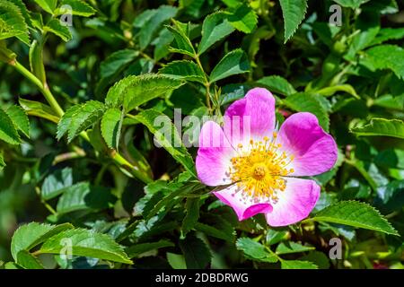 Rosa canina, allgemein bekannt als die Hunderose - eine variabel kletternde, wilde Rosenart Stockfoto