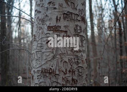 Weißer Baumstamm aus Rinde, geschnitzt mit den Initialen der Liebenden in einem kalten Wald. Stockfoto