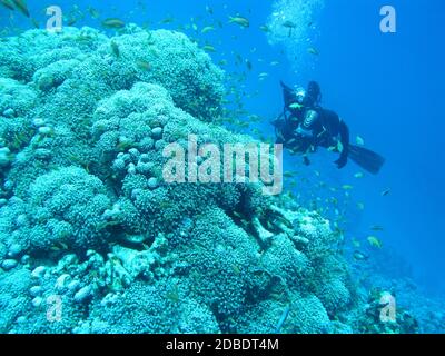 ROTES MEER, EGIPT - 23. JUNI 2011: Einzeltaucher über Korallenriff in großer Tiefe, pulsierende Polypen Korallen, Unterwasserlandschaft Stockfoto