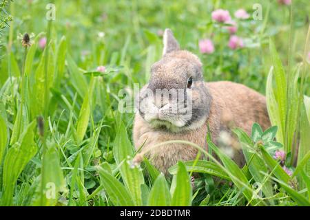 Kaninchen auf einer Wiese mit rosa Kleeblatt Stockfoto