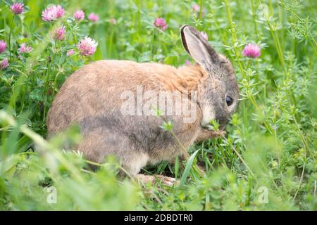 Kaninchen auf einer Wiese mit rosa Kleeblatt Stockfoto