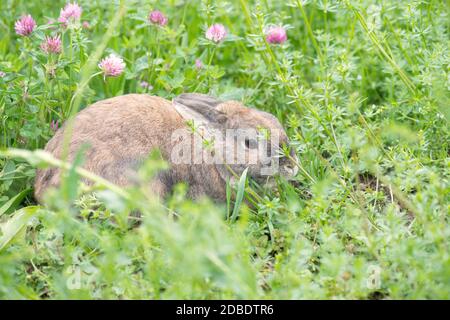 Kaninchen auf einer Wiese mit rosa Kleeblatt Stockfoto