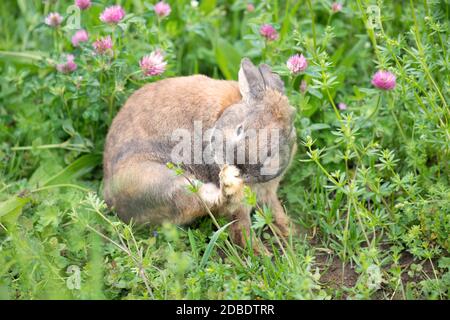 Kaninchen auf einer Wiese mit rosa Kleeblatt Stockfoto