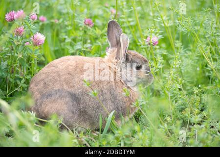 Kaninchen auf einer Wiese mit rosa Kleeblatt Stockfoto