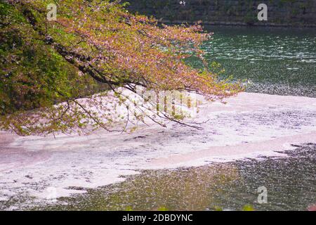 Sakura-Bild von Chidorigafuchi. Aufnahmeort: Metropolregion Tokio Stockfoto