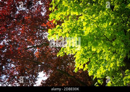 Sonne scheint auf leuchtend roten und grünen Blättern an Bäumen Stockfoto