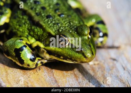 Im Frühjahr wird der Schwimmfrosch Pelophylax lessonae auf dem Wald am Teich gequirlt Stockfoto