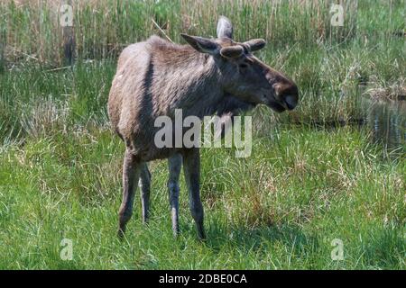 Elche oder eurasischer Elch an einem sonnigen Tag auf dem Land. Stockfoto