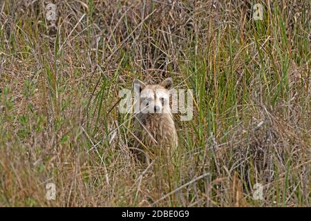 Waschbär Peeking aus den Küstengräsern im Aransas National Wildlife Refuge in Texas Stockfoto