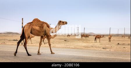 Ein Kamel ist über die Straße in der Nähe von Salalah, Oman Stockfoto