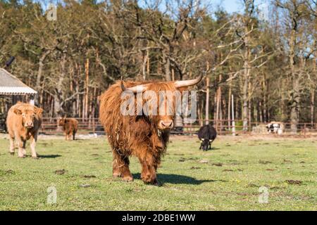 highland-Bulle mit einem sehr langen Büschel rötlich-braunem Haar auf einer Rinderfarm Stockfoto