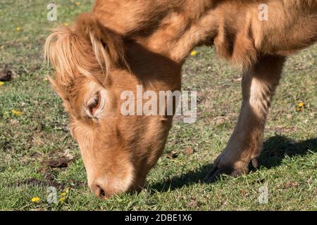 highland-Bulle mit einem sehr langen Büschel rötlich-braunem Haar auf einer Rinderfarm Stockfoto