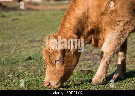 highland-Bulle mit einem sehr langen Büschel rötlich-braunem Haar auf einer Rinderfarm Stockfoto