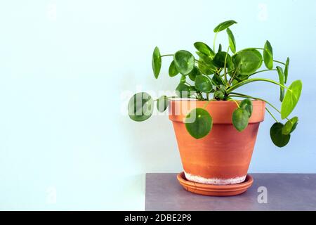 pilea peperomioides, chinesische Geldanlage, UFO-Pflanze oder Pancake-Pflanze im Retro-modernen Design Wohndekoration Nahaufnahme Stockfoto