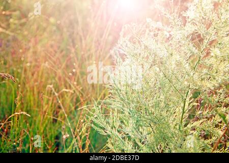 Zweige von Spargel officinalis im Morgentau in Sonnenstrahlen. Grüne Blätter von Spargel officinalis mit Tröpfchen Tau in der Morgendämmerung Stockfoto