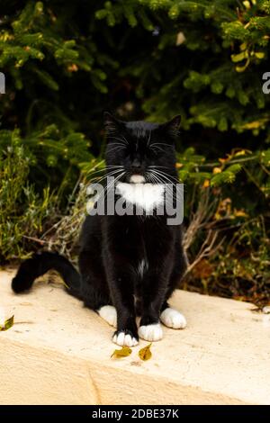 Schwarze Katze mit weißem Schnurrbart Nahaufnahme. Schöne Katze sitzt mit geschlossenen Augen. Ein Kätzchen schläft auf einem verschwommenen Gartenhintergrund. Straßenhomeles Stockfoto