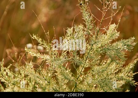 Zweige von Spargel officinalis im Morgentau in Sonnenstrahlen. Grüne Blätter von Spargel officinalis mit Tröpfchen Tau in der Morgendämmerung Stockfoto