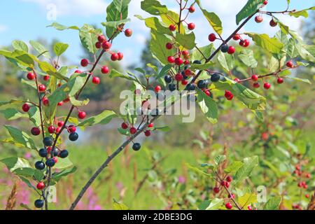 Zweigniederlassungen von FRANGULA ALNUS mit schwarzen und roten Beeren. Früchte der FRANGULA ALNUS Stockfoto