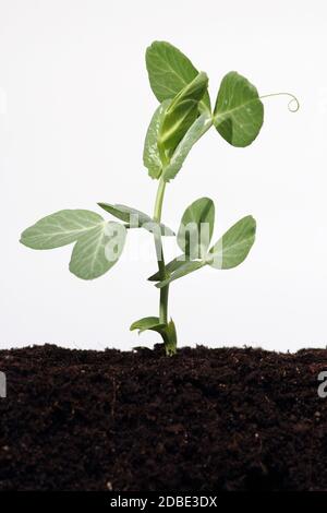 Keimung Erbse sprießen im Boden Stockfoto