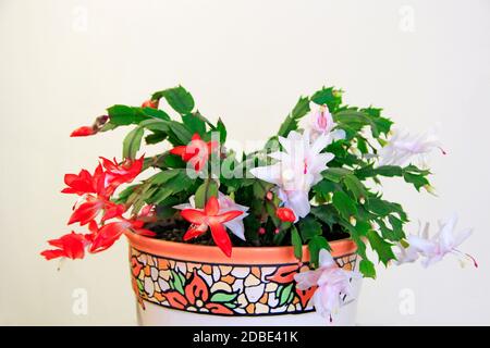 Schlumbergera rosa Blüten. Weihnachtsblumen in Blumentöpfen. Zimmerdekoration. Schöne rosa und rote Blumen von Schlumbergera auf weißem Hintergrund Stockfoto