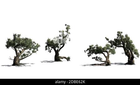 Jeffrey Pine Baumgruppe mit Schatten auf dem Boden Stockfoto