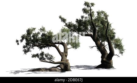 Jeffrey Pine Baumgruppe mit Schatten auf dem Boden Stockfoto