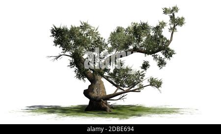Jeffrey Pine Tree auf einer grünen Fläche Stockfoto