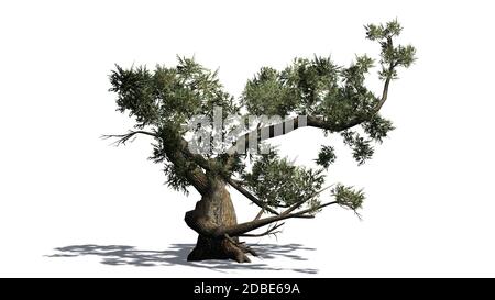 Jeffrey Pine Baum mit Schatten auf dem Boden Stockfoto