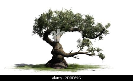 Jeffrey Pine Tree auf einer grünen Fläche Stockfoto