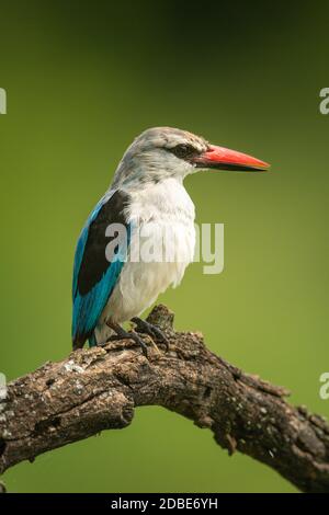 Waldeisvogel mit Blick auf den toten Ast Stockfoto