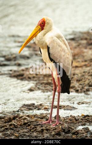 Der Gelbschnabelstorch steht auf Schindel am Fluss Stockfoto