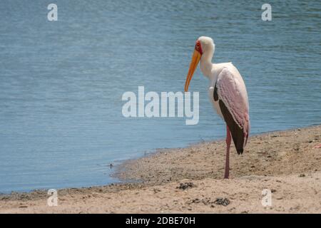 Der Gelbschnabelstorch steht am sandigen Flussufer Stockfoto