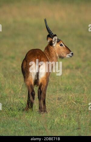 Junge männliche Wasserbock steht auf Gras drehen Kopf Stockfoto