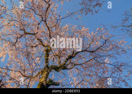 Chofu Jindaiji von Sakura und Stadt. Drehort: Chofu, Tokio Stockfoto