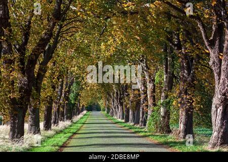 Geographie / Reisen, Deutschland, Mecklenburg-Vorpommern, Kirchdorf, Kastanienallee in Mesekenhagen, W, Additional-Rights-Clearance-Info-not-available Stockfoto