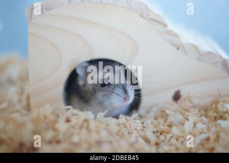 Bild des Hamsters (Dschungarisch). Drehort: Yokohama-Stadt kanagawa Präfektur Stockfoto