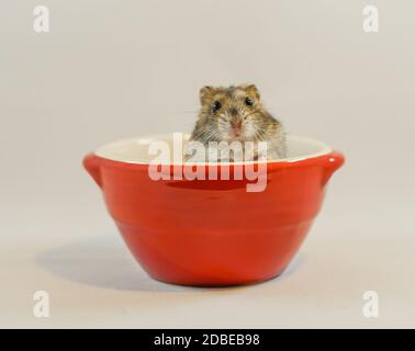 Bild des Hamsters (Dschungarisch). Drehort: Yokohama-Stadt kanagawa Präfektur Stockfoto