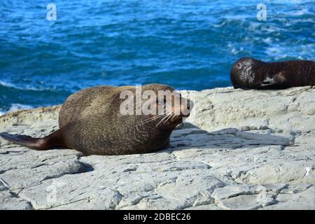 Eine neuseeländische Pelzrobbe (Arctocephalus forsteri), die auf einem Felsen sonnenbaden. Kopf angehoben, Augen geöffnet. Point Kean, Kaikoura, Neuseeland, Südinsel. Stockfoto