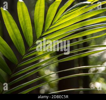 Frond der Bangalow-Palme (Archontophoenix cunninghamiana). Subtropischer Regenwald auf dem Tamborine Mountain, Queensland, Australien. Stockfoto