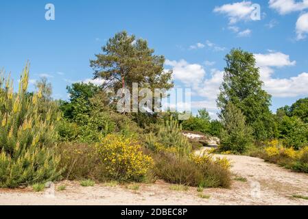 Wahner Heide Stockfoto