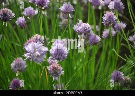 Schnittlauch während der Blüte im Gemüsegarten. Stockfoto