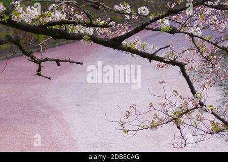 Sakura-Bild von Chidorigafuchi. Aufnahmeort: Metropolregion Tokio Stockfoto