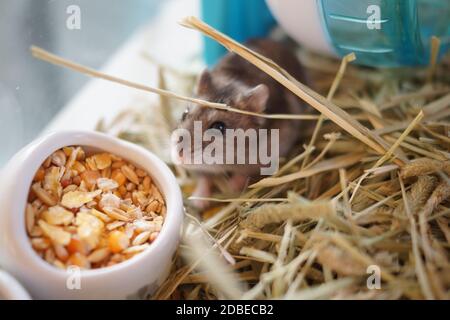 Bild des Hamsters (Dschungarisch). Drehort: Yokohama-Stadt kanagawa Präfektur Stockfoto