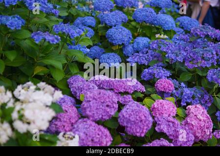 Hortensie-Bild. Aufnahmeort: Kamakura, Präfektur Kanagawa Stockfoto