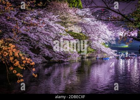 Von Chidorigafuchi gehen, um Kirschblüten in der Nacht zu sehen. Aufnahmeort: Metropolregion Tokio Stockfoto